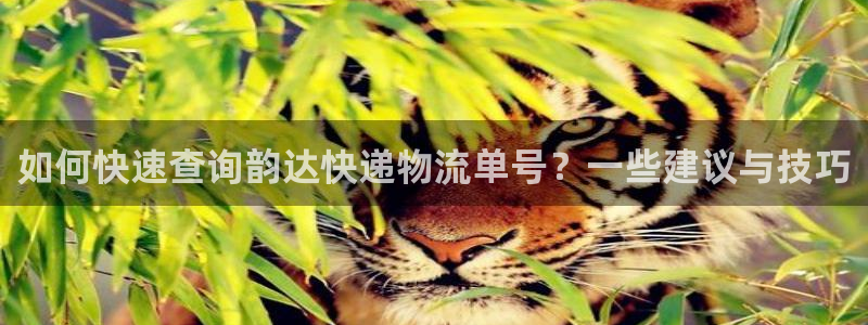旺财28预测网：如何快速查询韵达快递